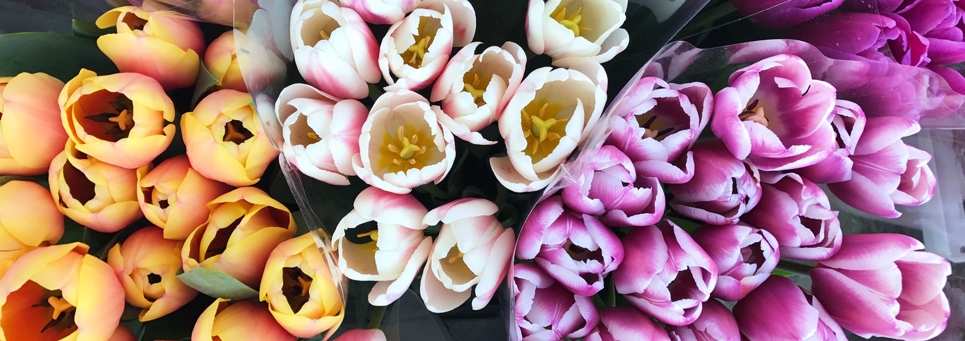 Tulpen in wunderschönen Farben